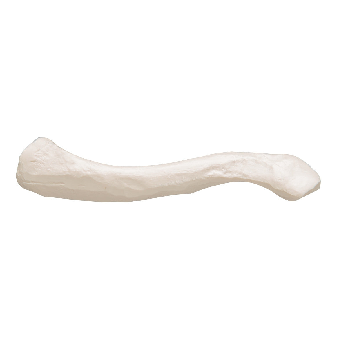Clavicle Bone Model 3B