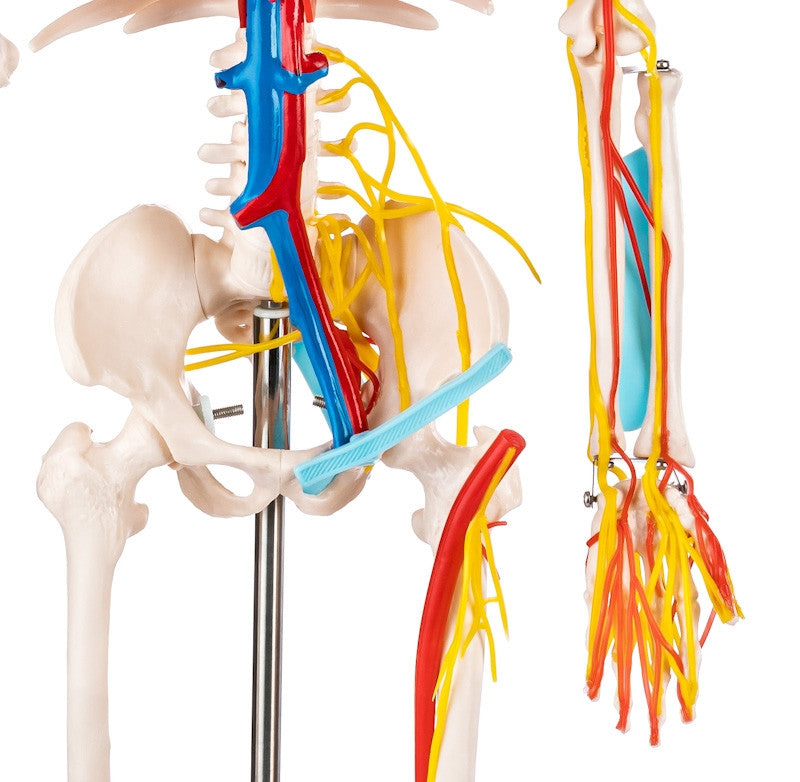 Budget Half Size Skeleton Model with Nerves and Blood Vessels