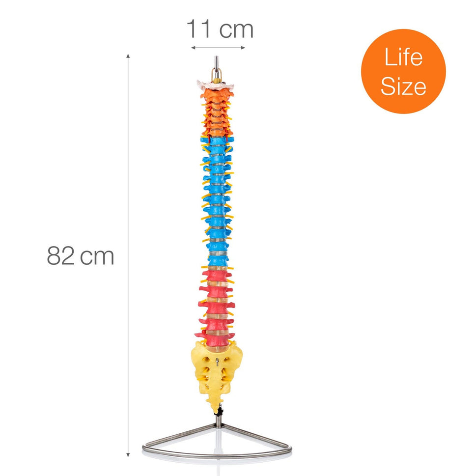 Budget Flexible Didactic Spine Model