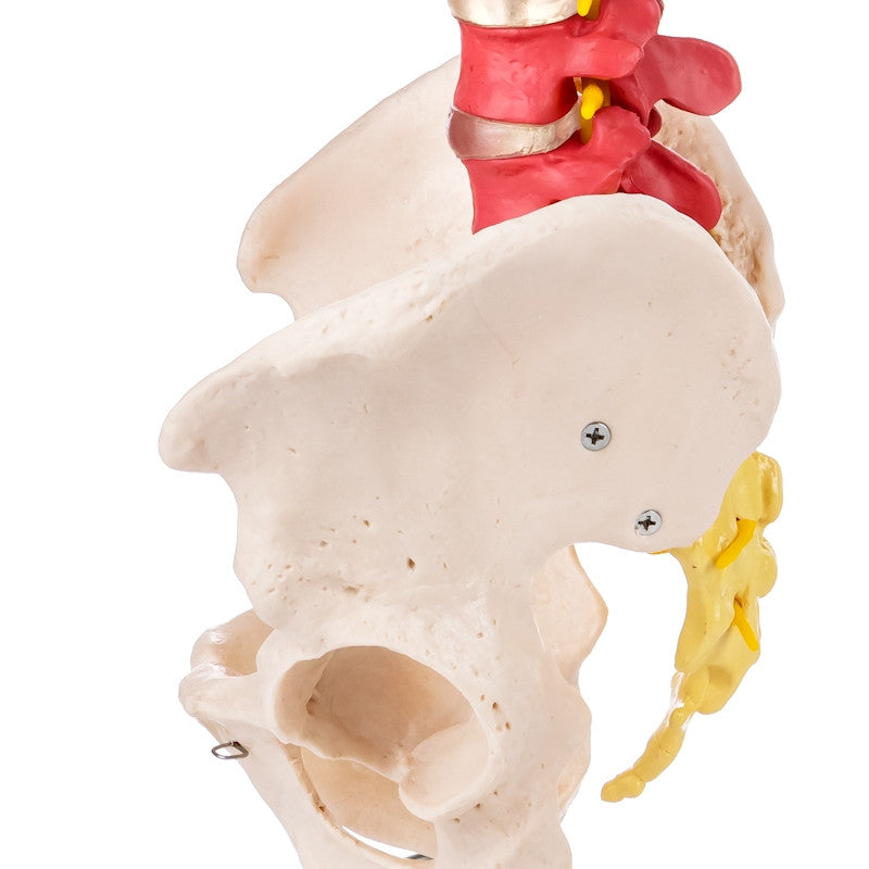 Budget Flexible Didactic Spine Model with Pelvis