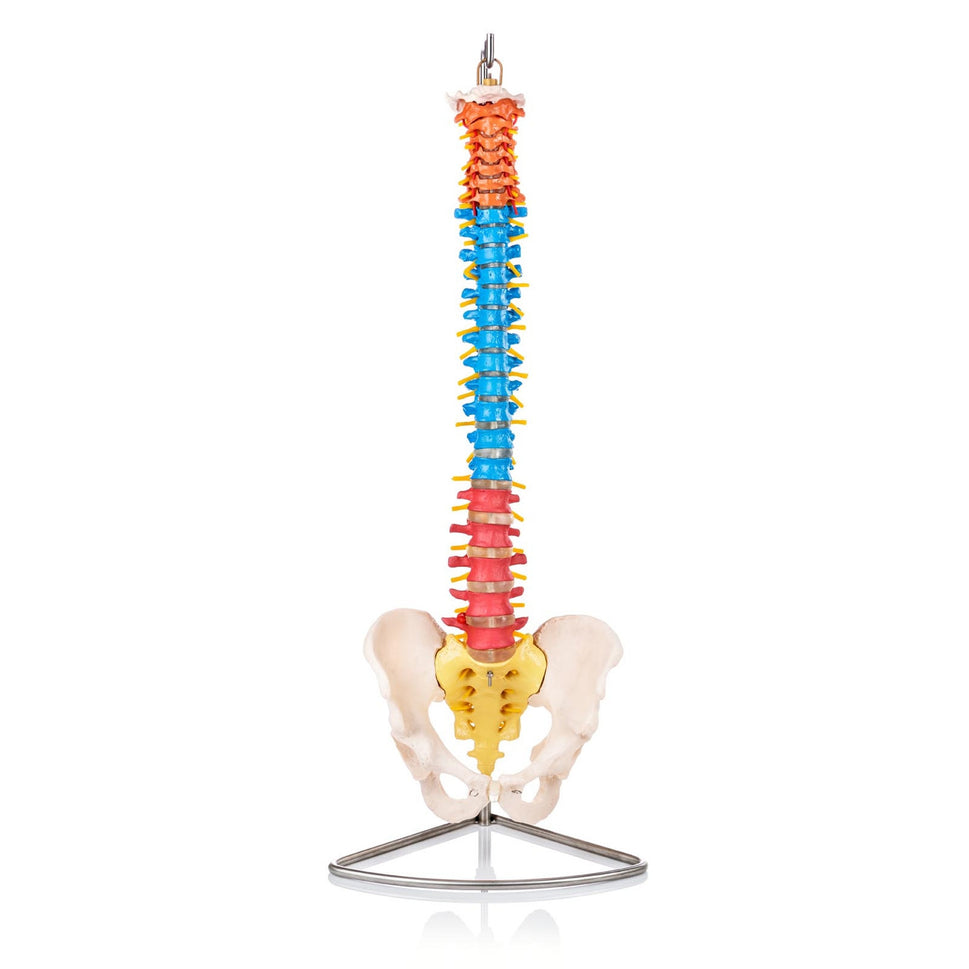 Budget Flexible Didactic Spine Model with Pelvis