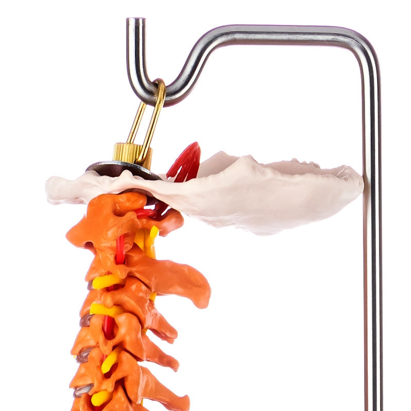 Budget Flexible Didactic Spine Model