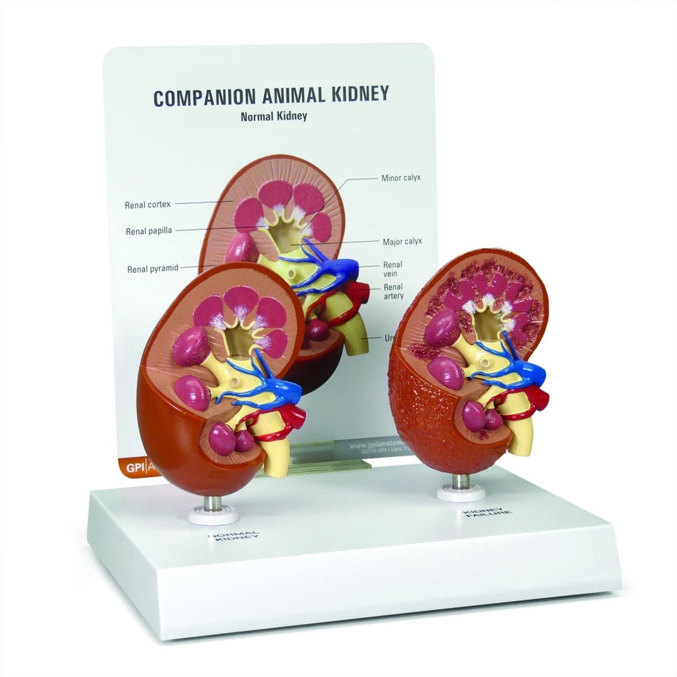 Companion Animal Kidney Model (2 part)