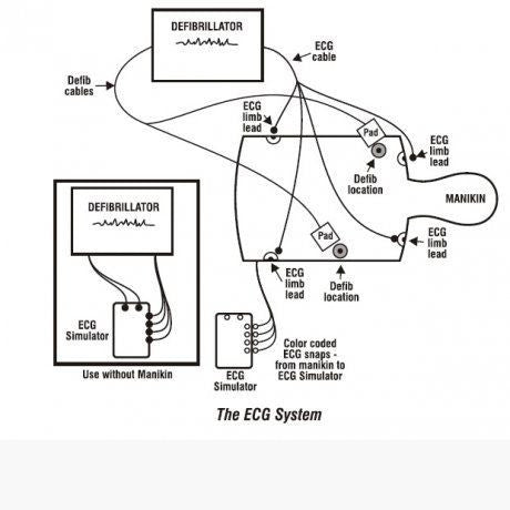 Adult Torso ALS Trainer with ECG Trainer + CPR / Intubation Head