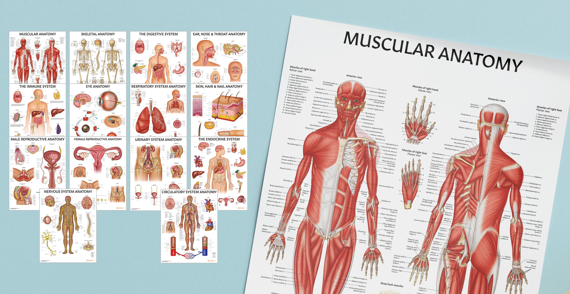 Organs Systems 14 Poster Collection
