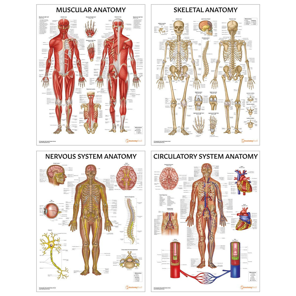 Complete Organs Systems 14 Chart Collection