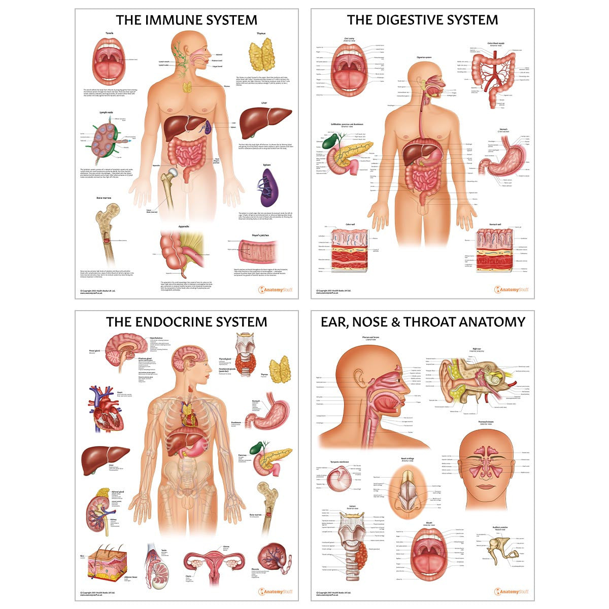 Complete Organs Systems 14 Chart Collection