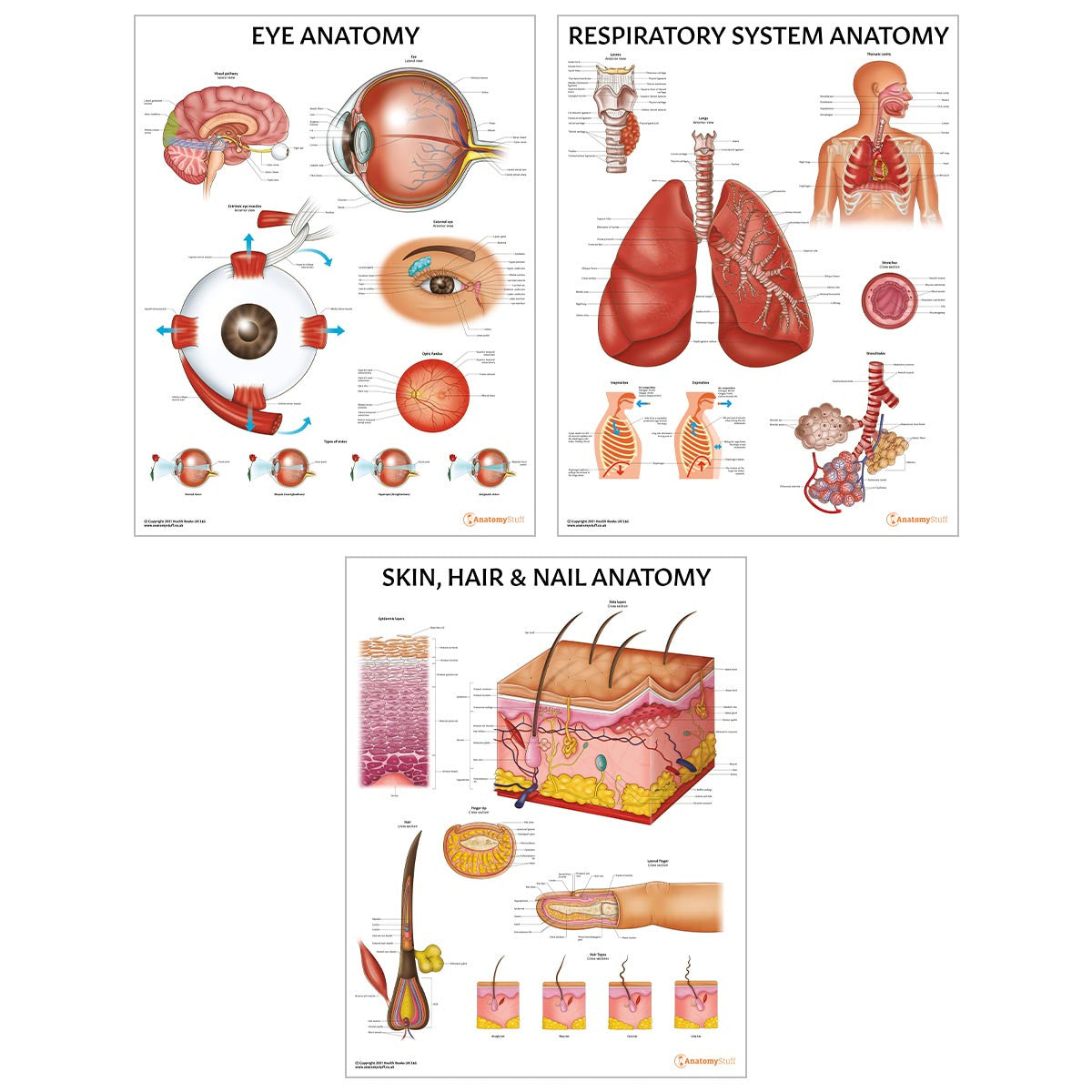 Complete Organs Systems 14 Chart Collection