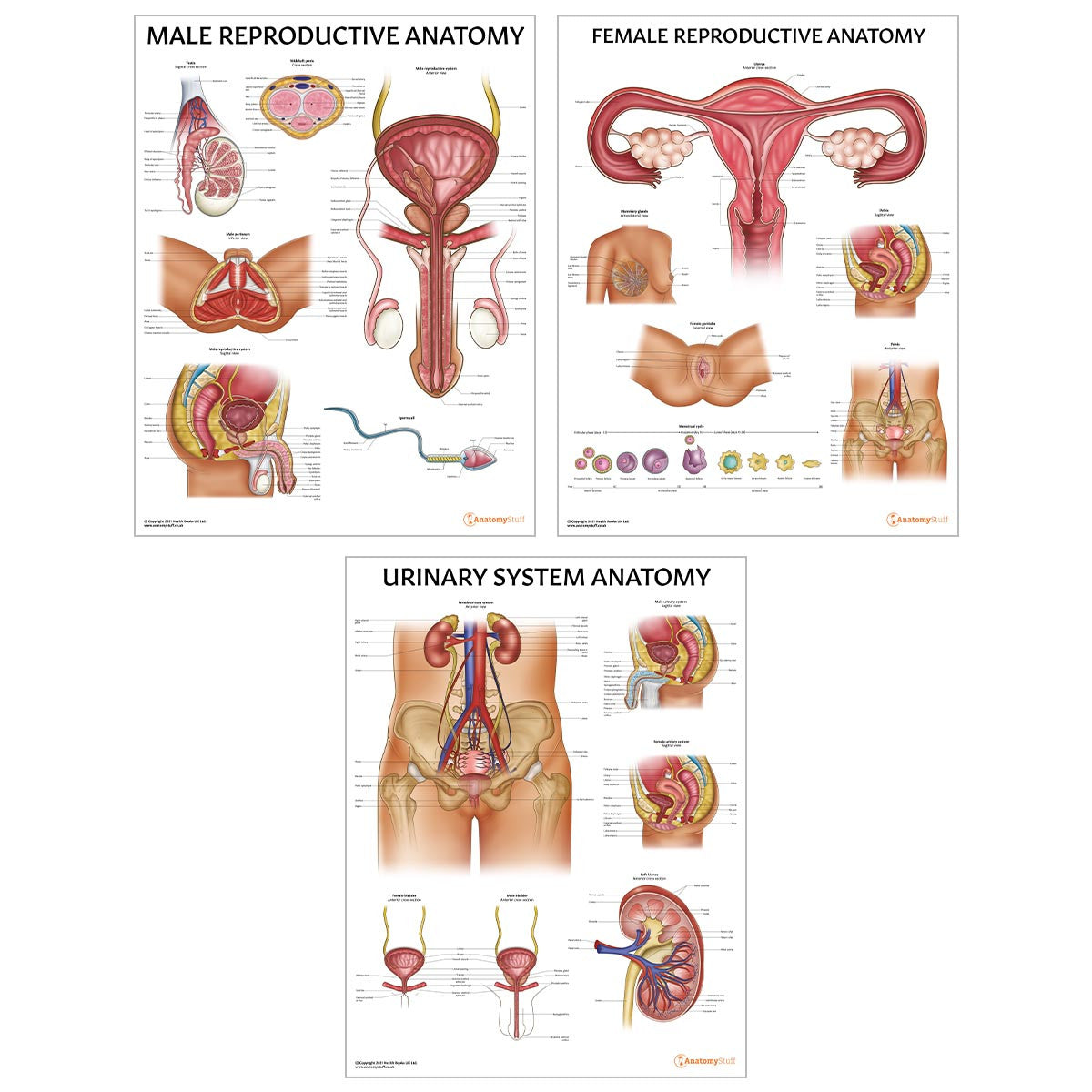 Complete Organs Systems 14 Chart Collection