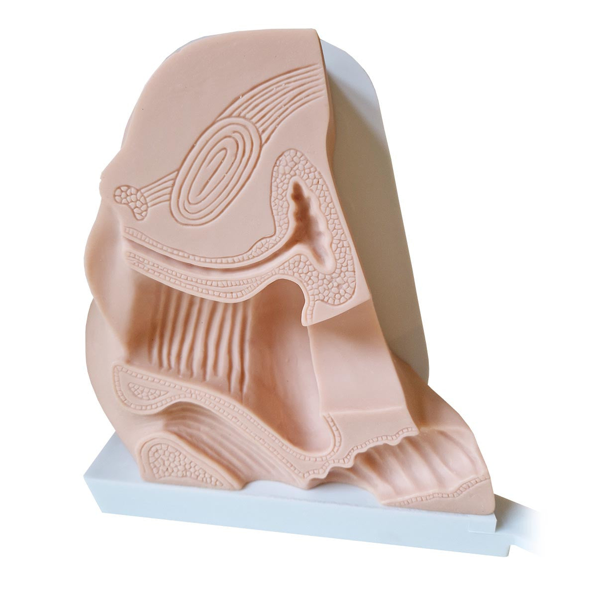 Female Contraception Training Model