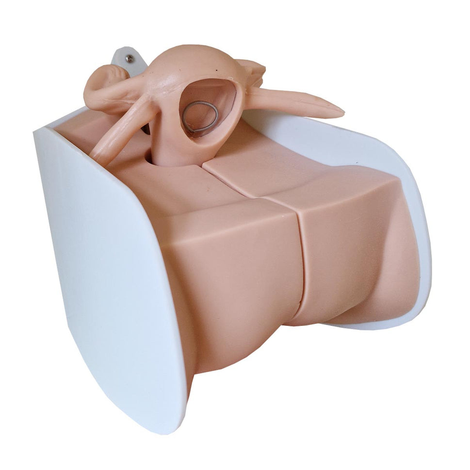 Female Contraception Training Model