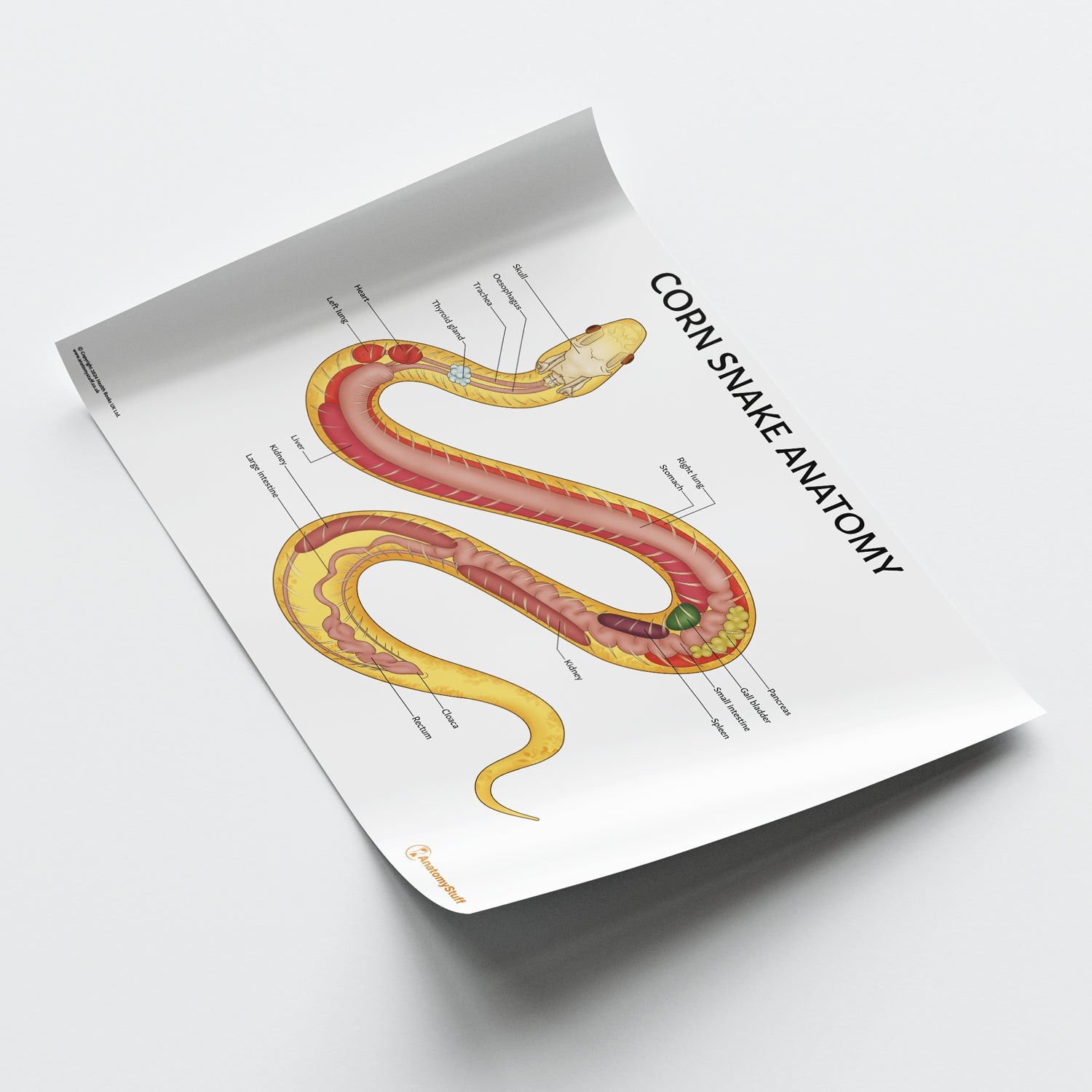Corn Snake Anatomy Chart / Poster - Part of Collection