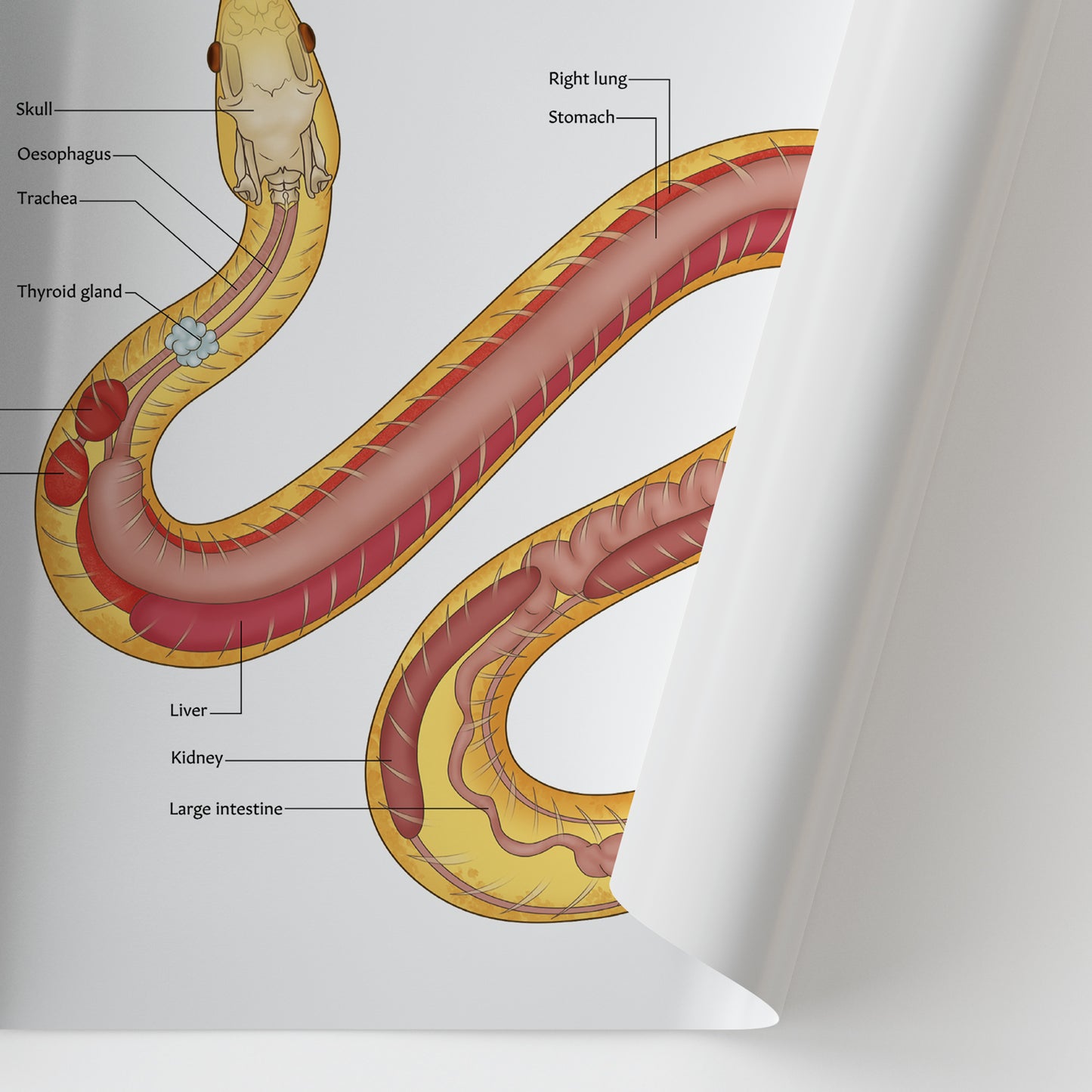 Corn Snake Anatomy Chart / Poster