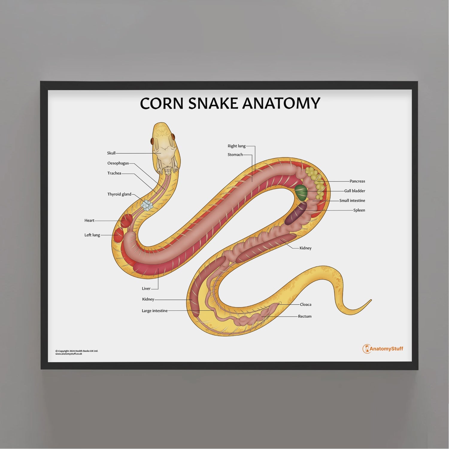 Corn Snake Anatomy Chart / Poster - Part of Collection