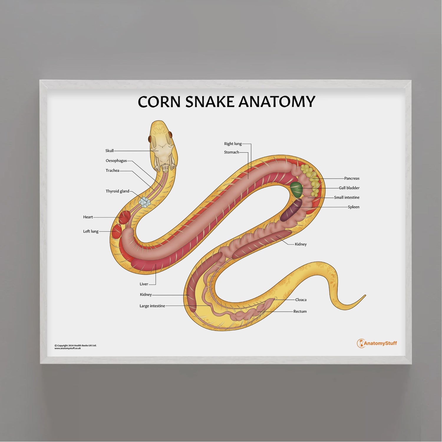 Corn Snake Anatomy Chart / Poster - Part of Collection