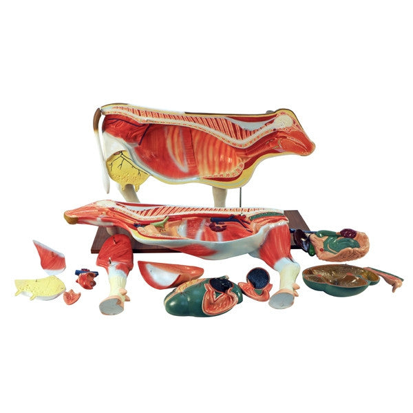 Cow Model (14 Part)