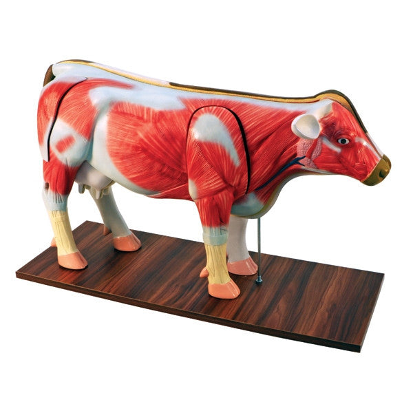 Cow Model (14 Part)