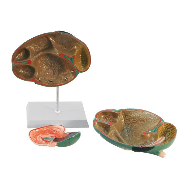 Cow Ruminant Model (3 Part)