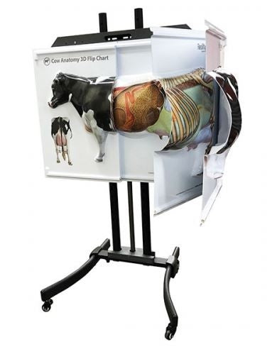 Cow Anatomy 3D Flip Chart