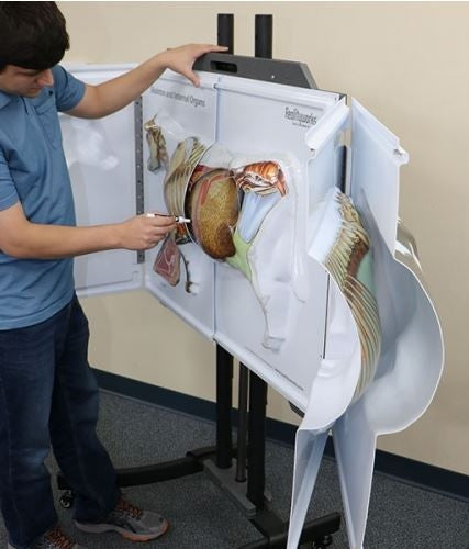 Cow Anatomy 3D Flip Chart