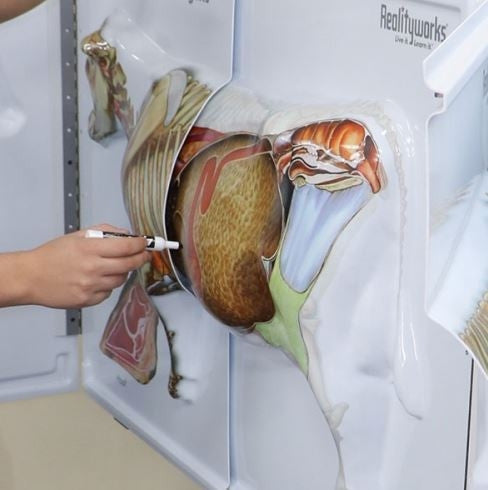 Cow Anatomy 3D Flip Chart