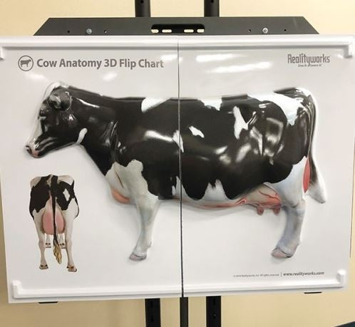 Cow Anatomy 3D Flip Chart
