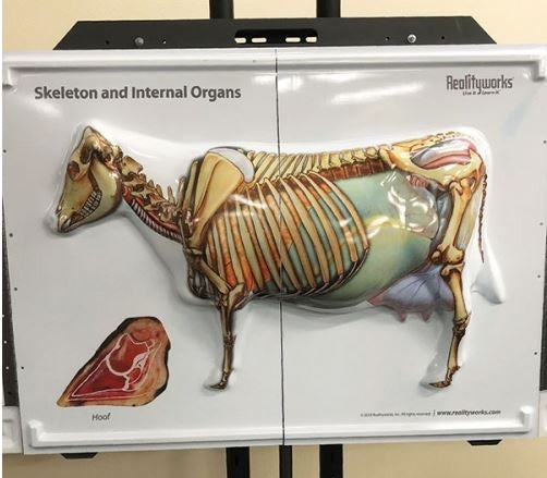 Cow Anatomy 3D Flip Chart
