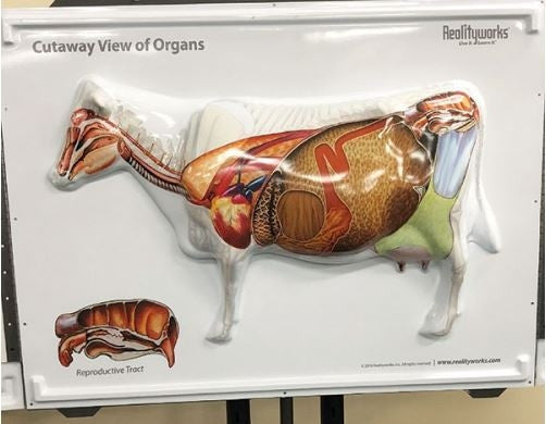 Cow Anatomy 3D Flip Chart