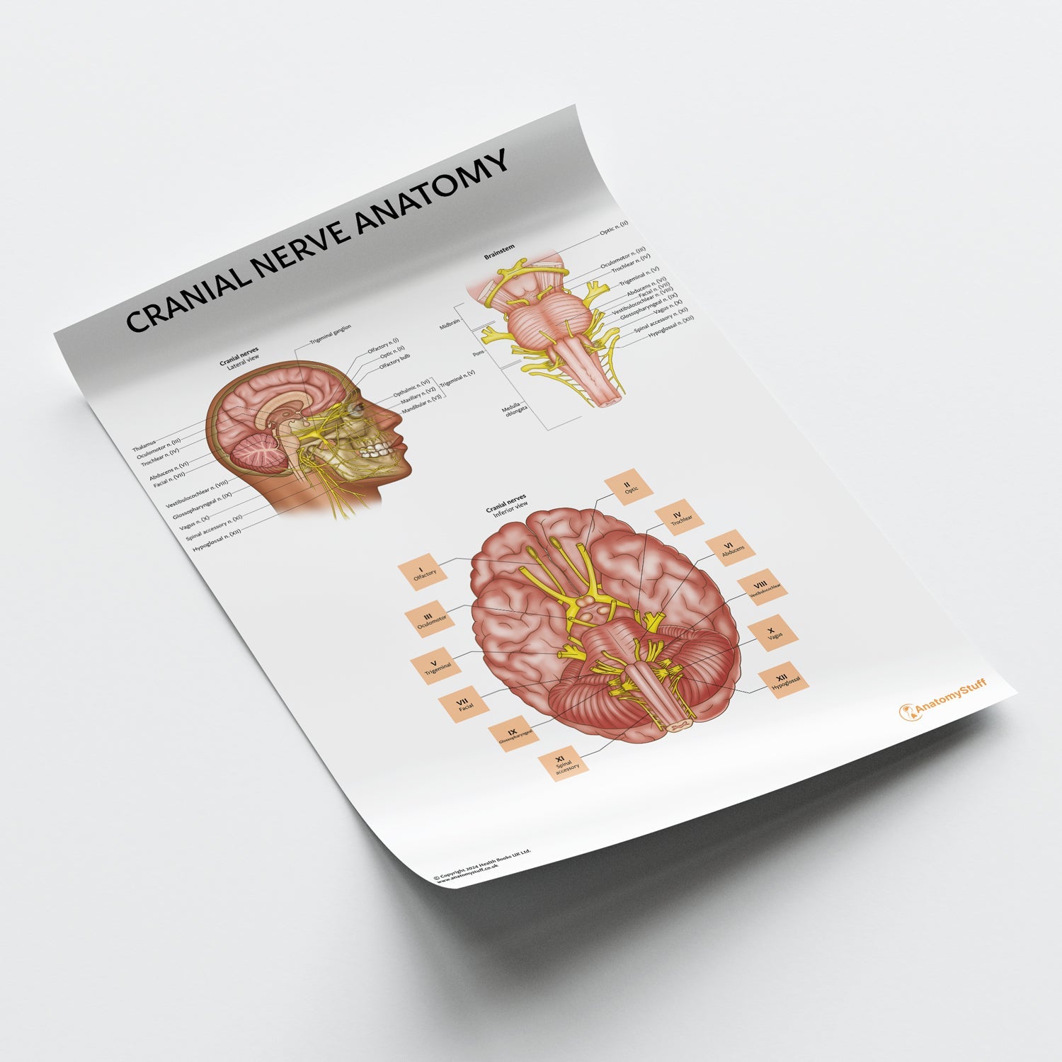 Cranial Nerve Anatomy Chart / Poster - Part of Collection