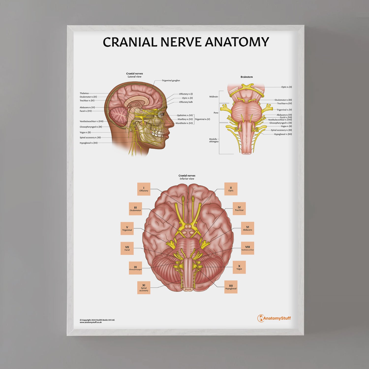 Cranial Nerve Anatomy Chart / Poster