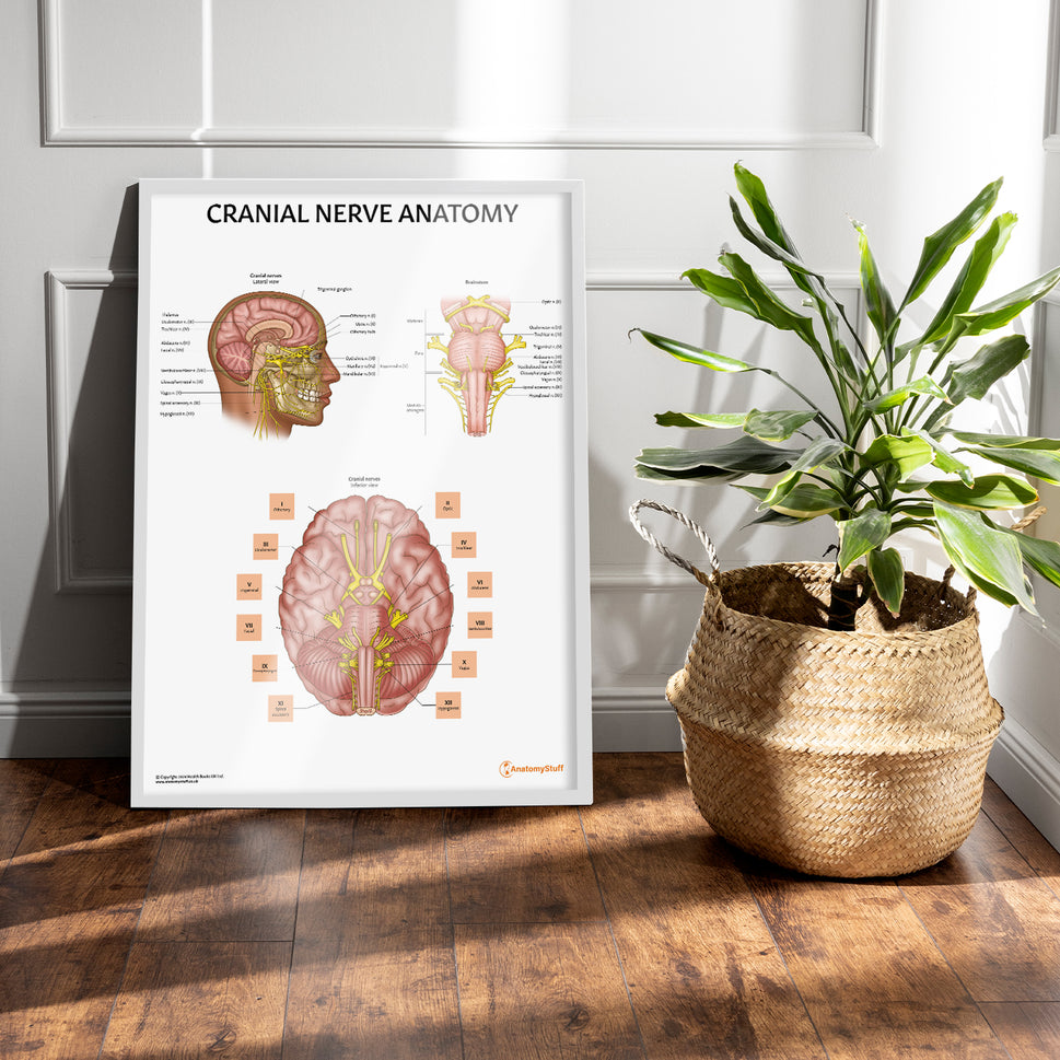 Cranial Nerve Anatomy Chart / Poster