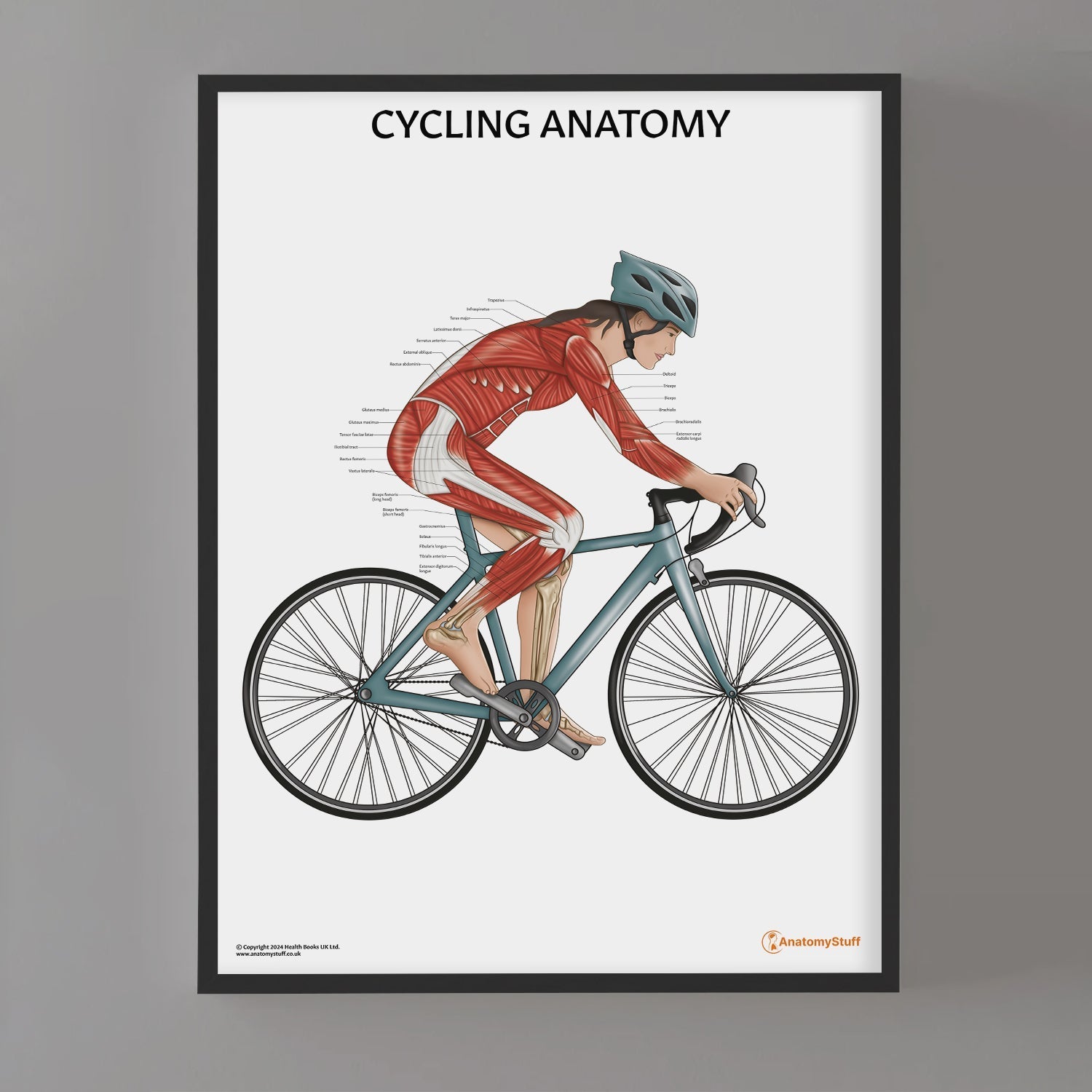 Cycling Anatomy Chart / Poster (Female) - Part of Collection