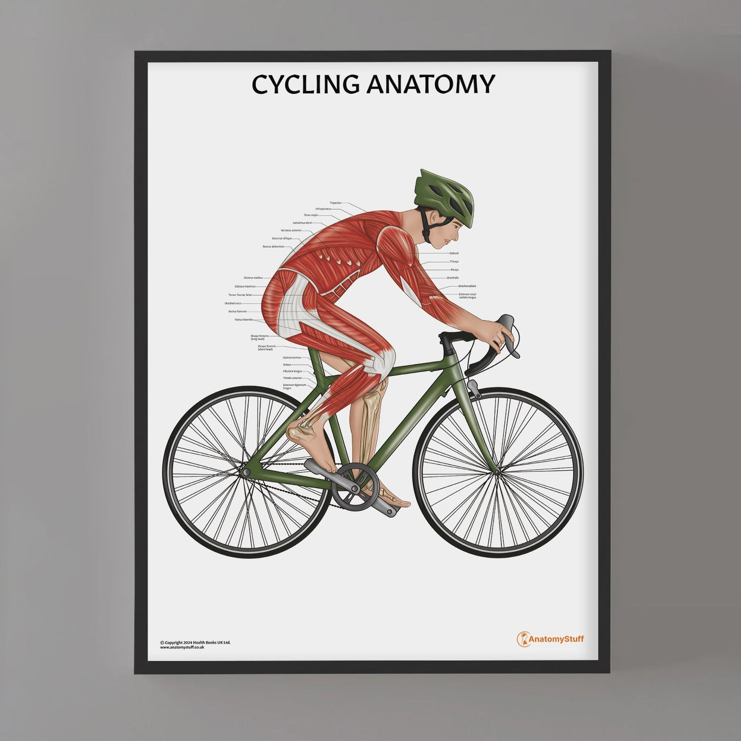 Cycling Anatomy Chart / Poster (Male)
