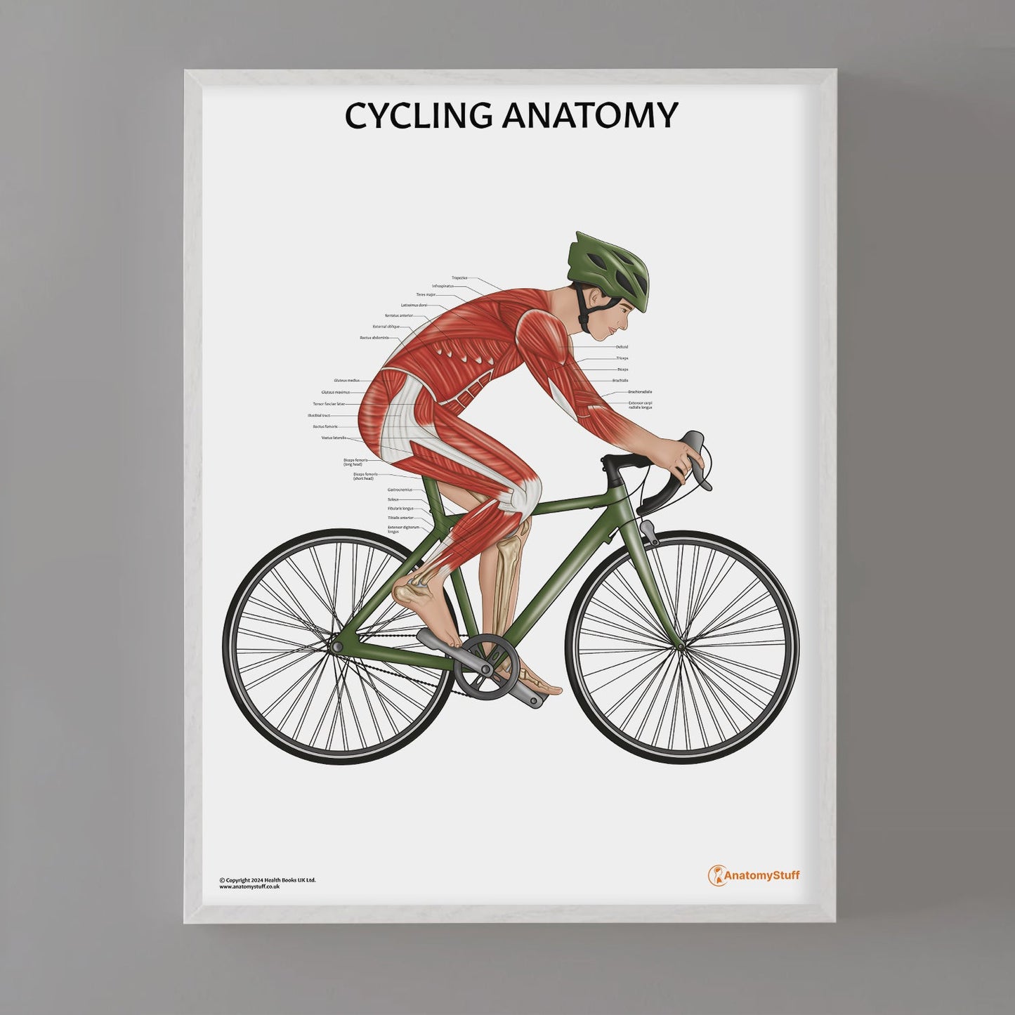 Cycling Anatomy Chart / Poster (Male)
