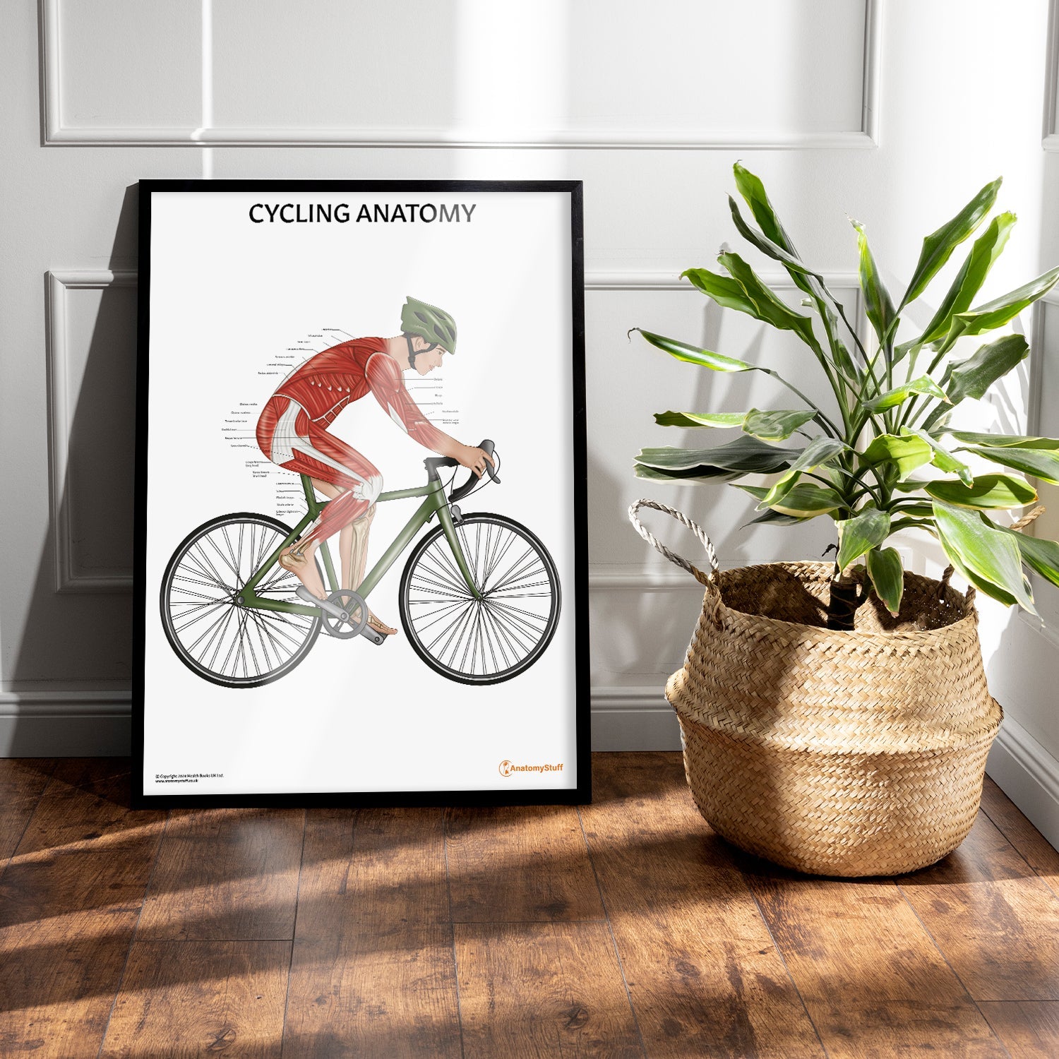 Cycling Anatomy Chart / Poster (Male)