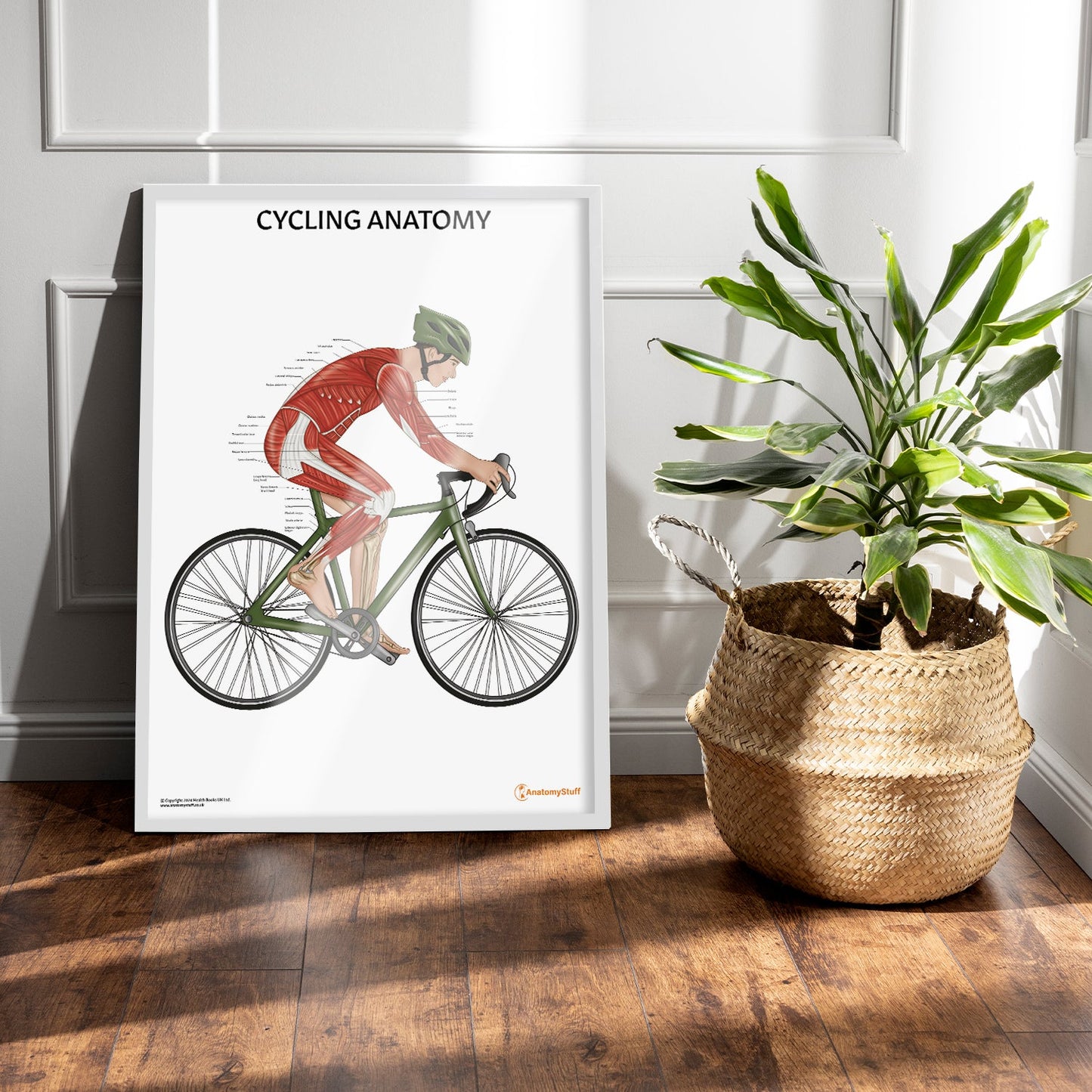Cycling Anatomy Chart / Poster (Male)