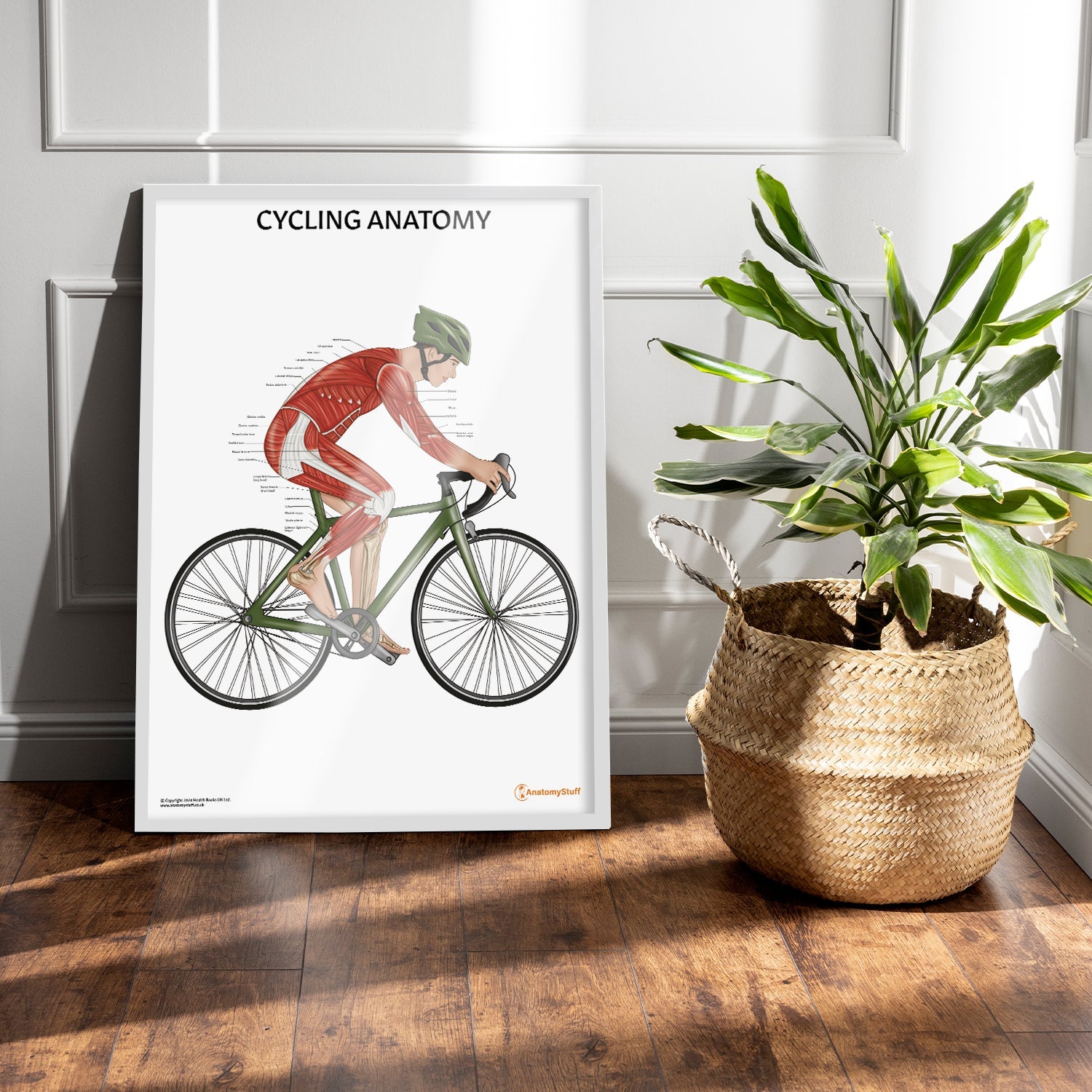 Cycling Anatomy Chart / Poster (Male)
