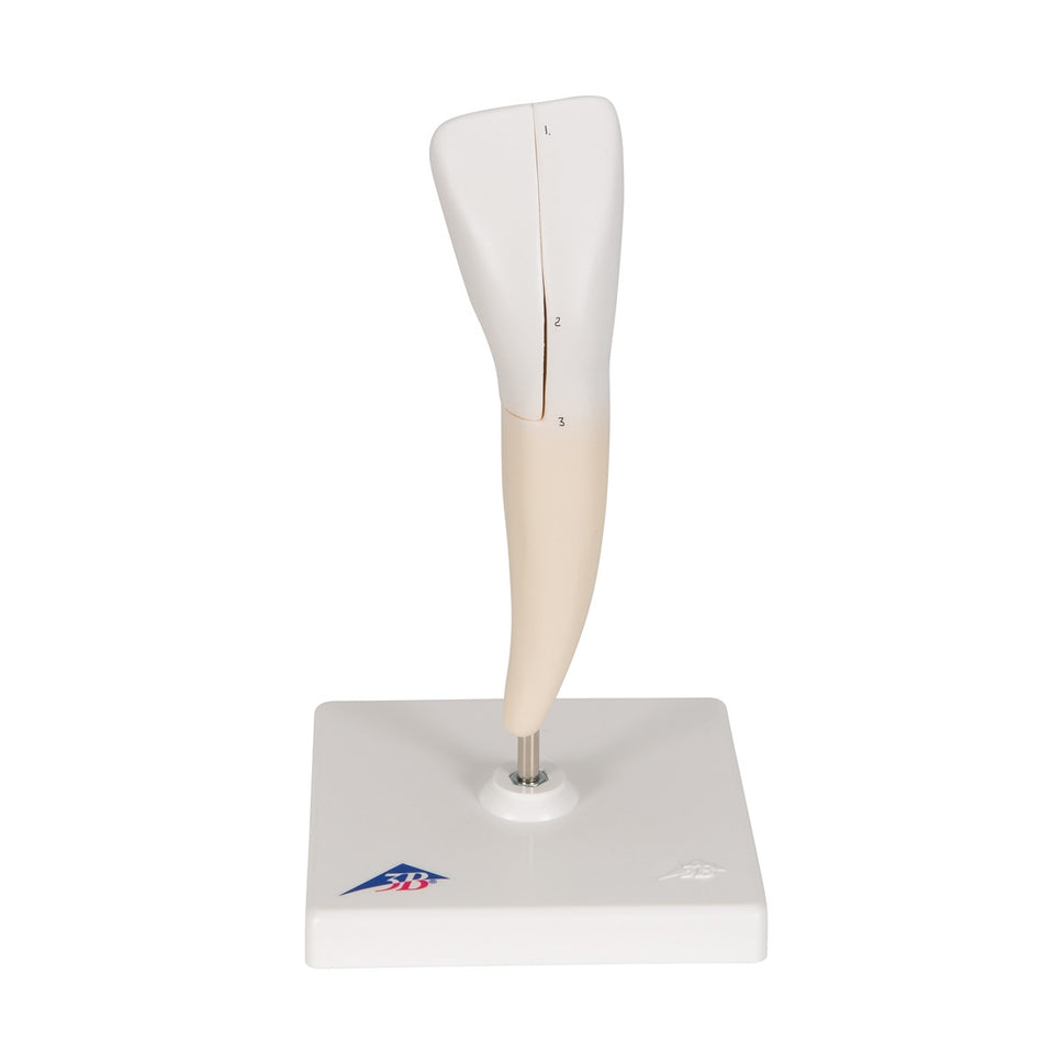 Lower Incisor Tooth Model (2 part)