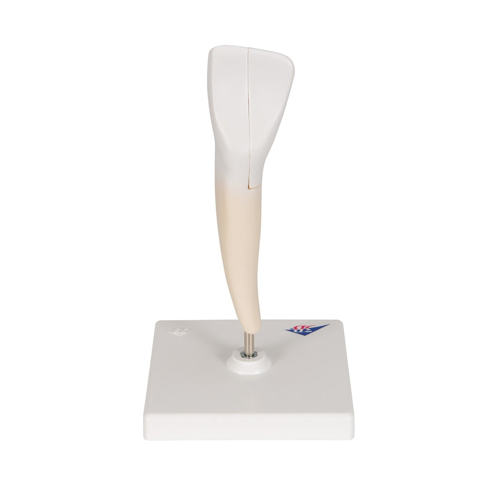 Lower Incisor Tooth Model (2 part)