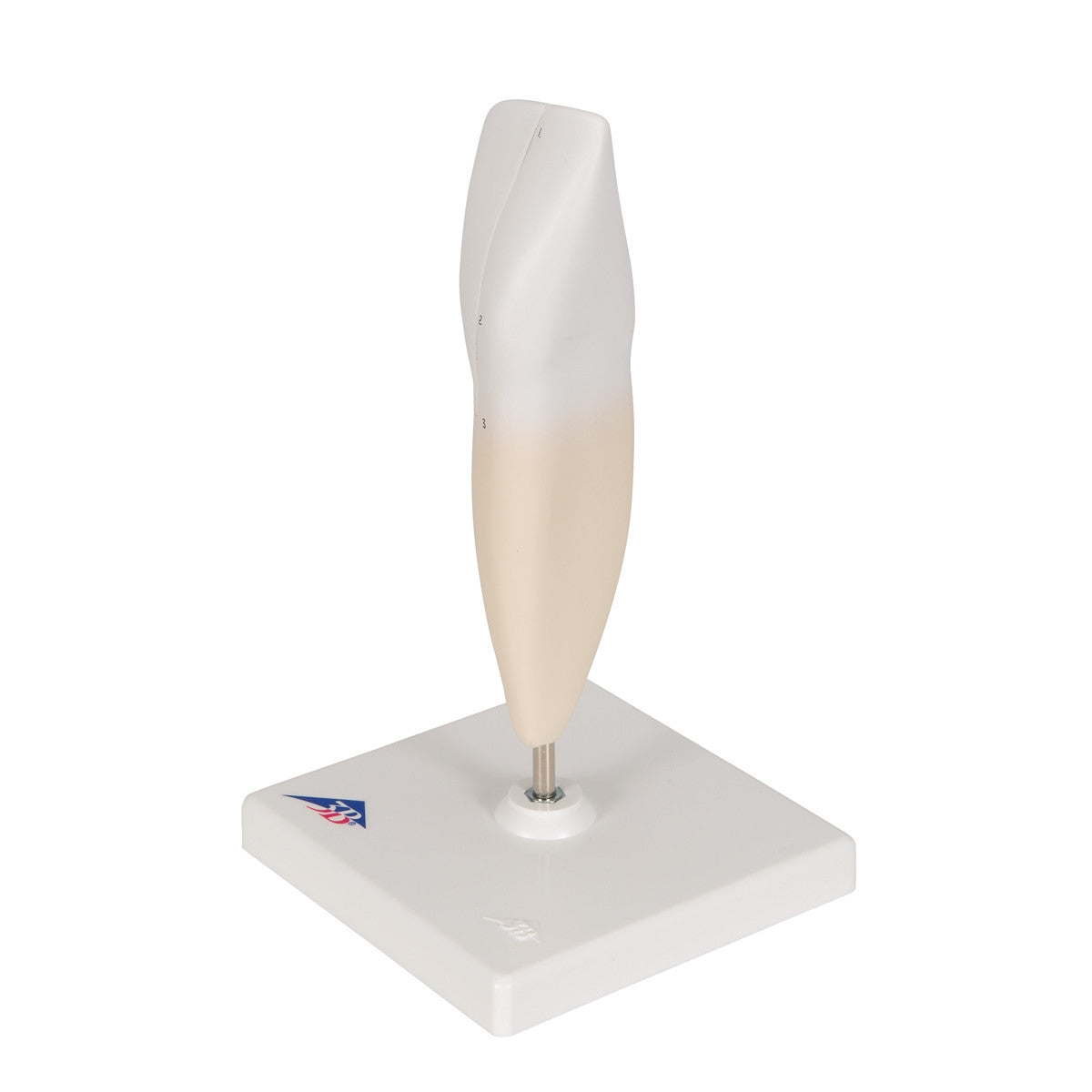 Lower Incisor Tooth Model (2 part)