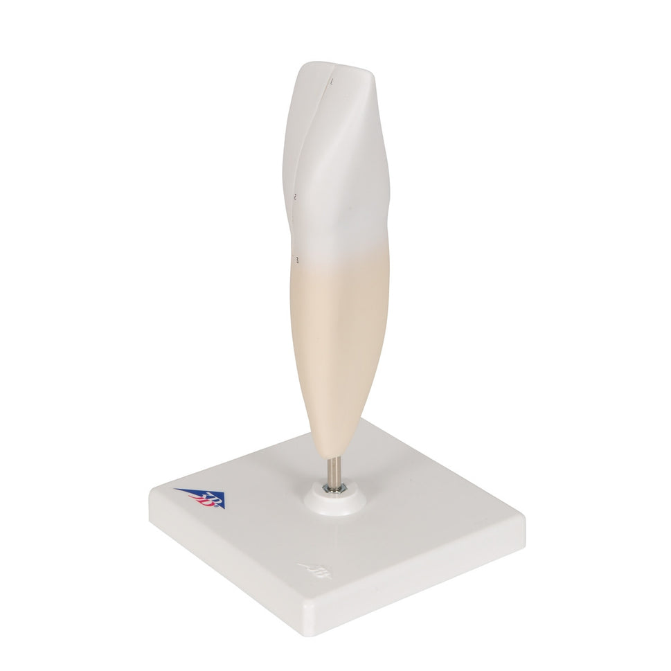 Lower Incisor Tooth Model (2 part)