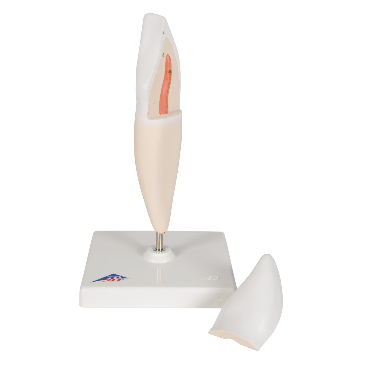 Lower Incisor Tooth Model (2 part)