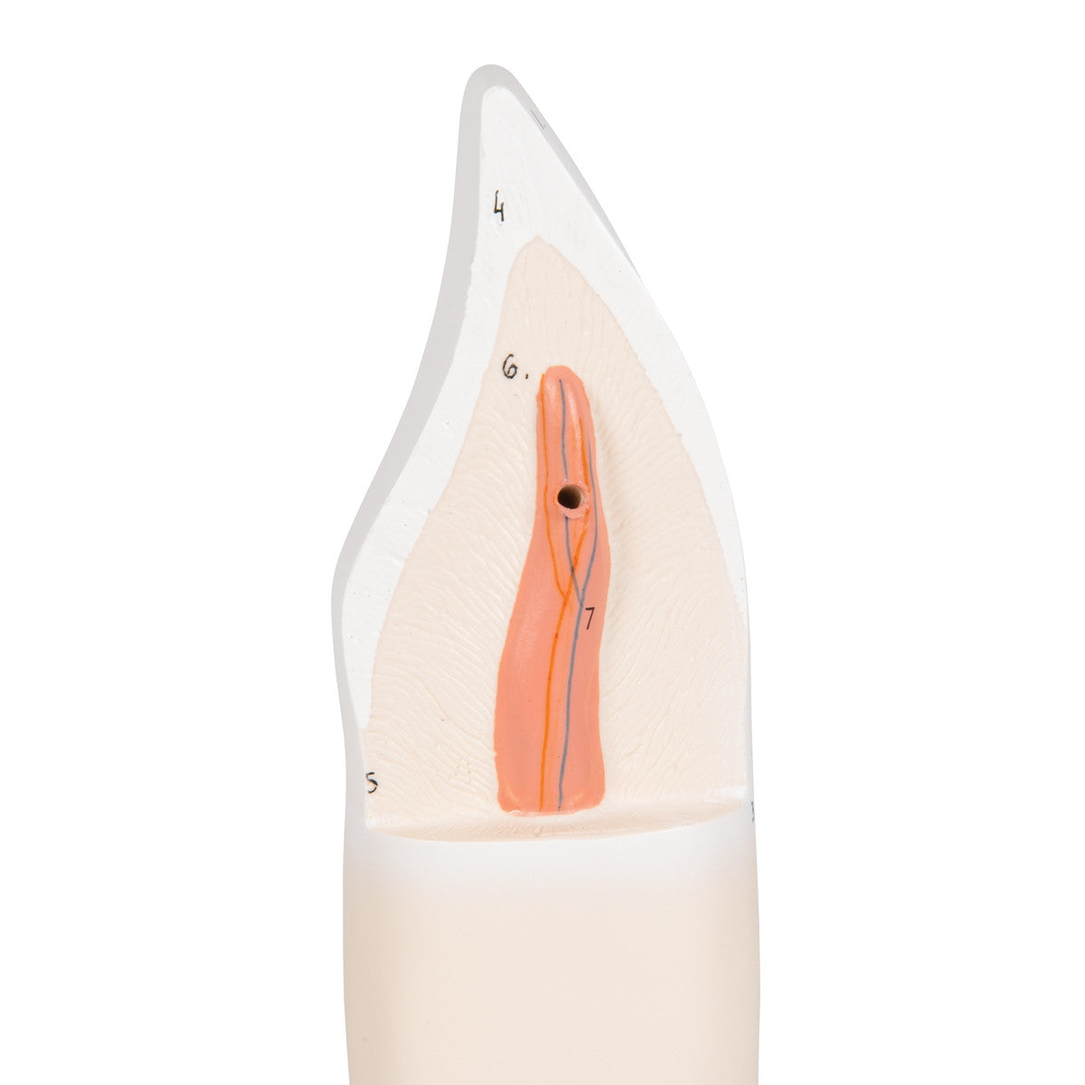 Lower Incisor Tooth Model (2 part)