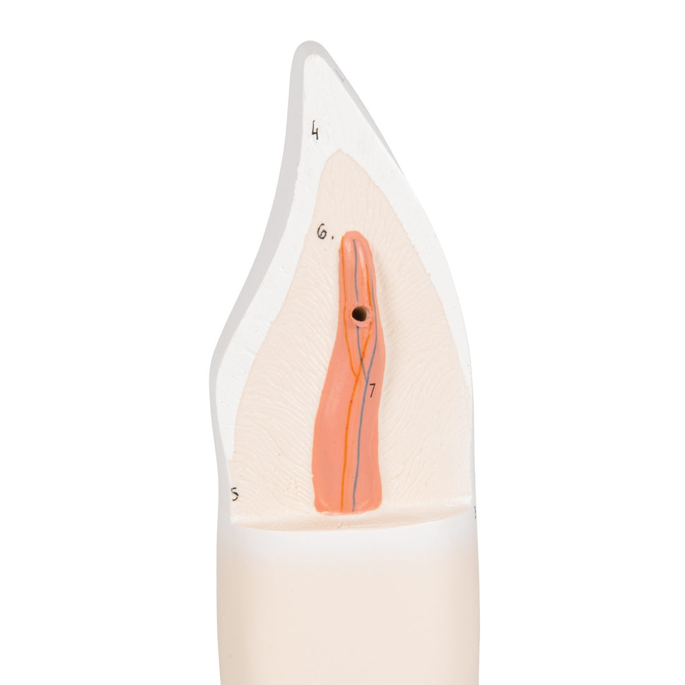 Lower Incisor Tooth Model (2 part)