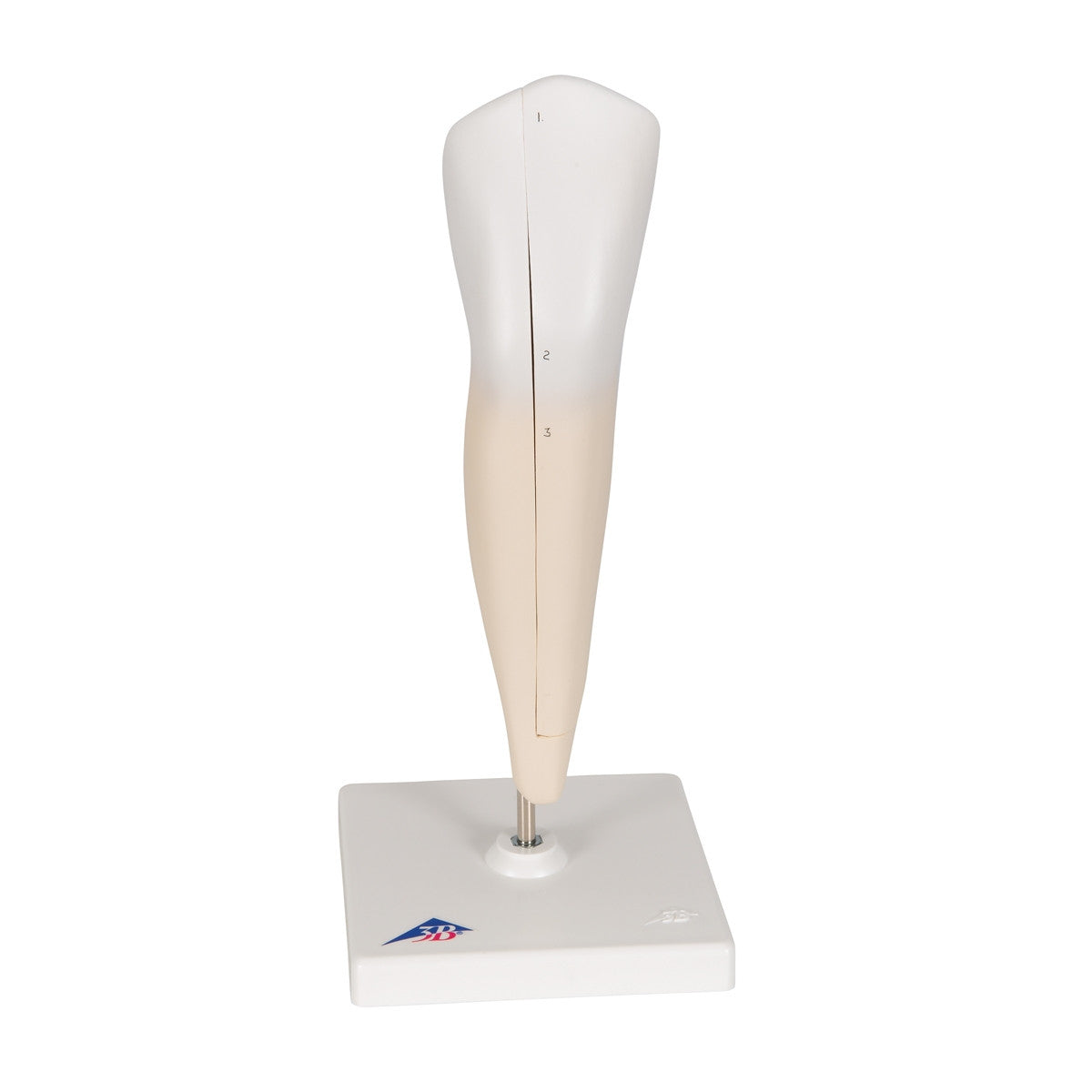 Lower Canine Tooth Model (2 part)