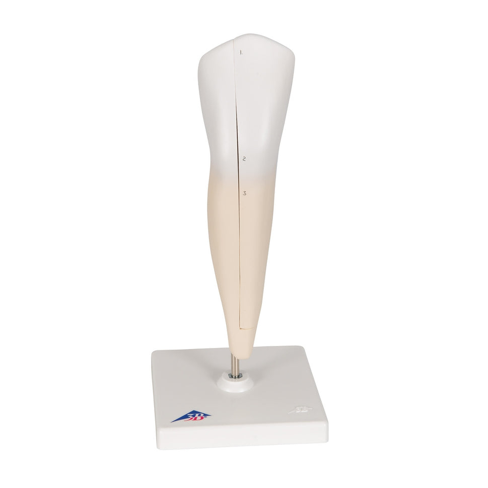Lower Canine Tooth Model (2 part)