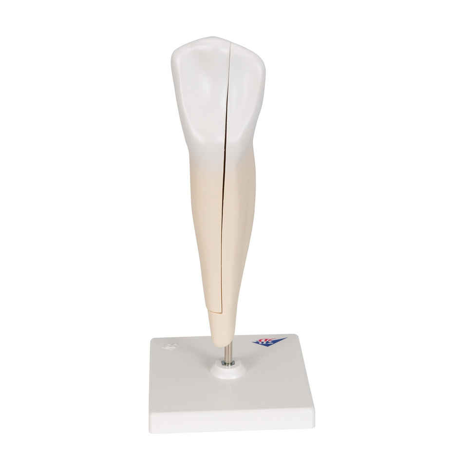 Lower Canine Tooth Model (2 part)