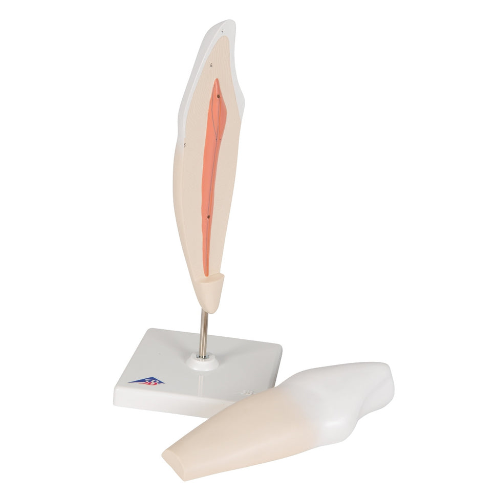 Lower Canine Tooth Model (2 part)