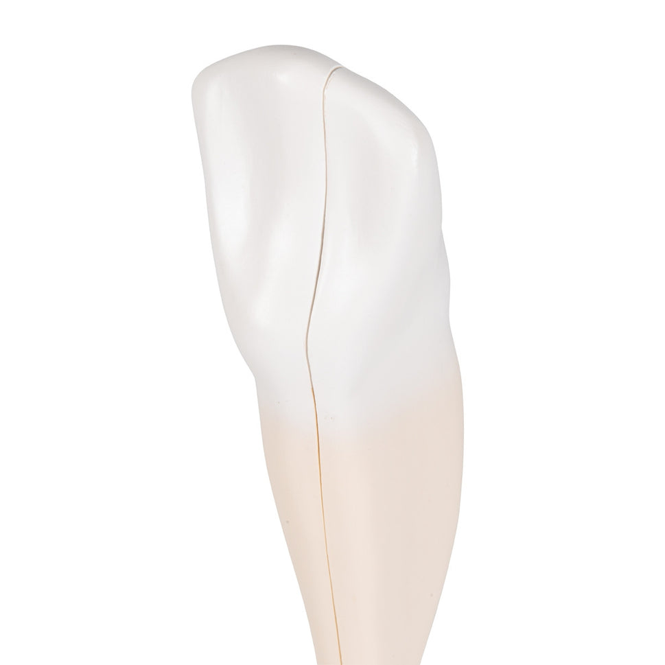 Lower Canine Tooth Model (2 part)