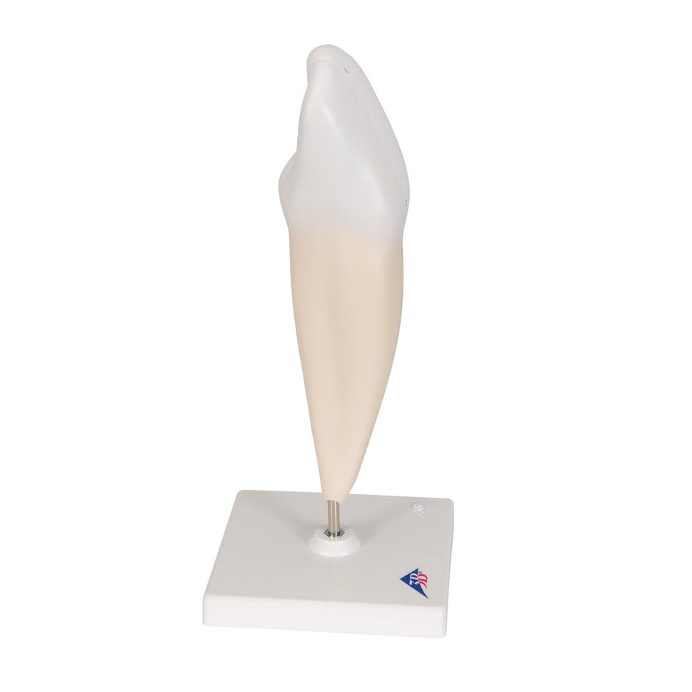 Lower Canine Tooth Model (2 part)